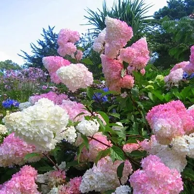 Гортензия ВАНИЛЛА ФРАЙЗ метельчатая в Барнауле