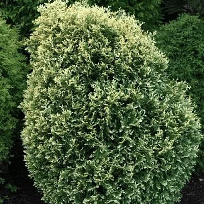 Туя ЛИТОМИШИЛ западная  Туя ЛИТОМИШИЛ западная в Барнауле