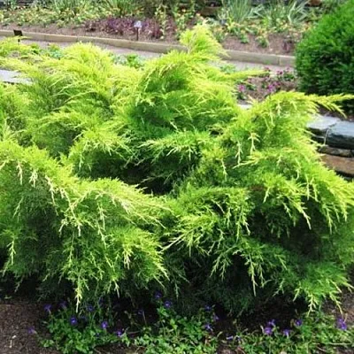 Можжевельник ГОЛД КОСТ средний  Можжевельник ГОЛД КОСТ средний в Барнауле