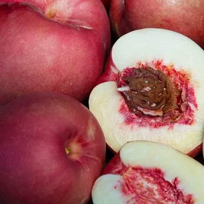 НЕКТАПЛЮМ  НЕКТАПЛЮМ в Барнауле