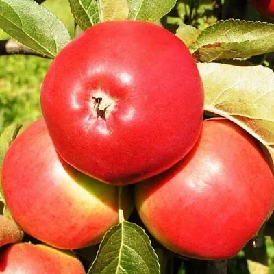 Яблоня СЯБРЫНА  Яблоня СЯБРЫНА в Барнауле