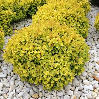 Барбарис БОНАНЗА ГОЛД тунберга в Барнауле