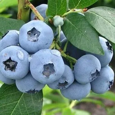 Голубика БЛЮЭТТА  Голубика БЛЮЭТТА в Барнауле