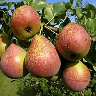 Груша МРАМОРНАЯ  Груша МРАМОРНАЯ в Барнауле