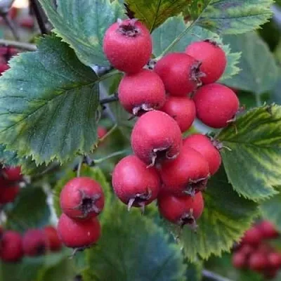 Боярышник АРНОЛЬДА  Боярышник АРНОЛЬДА в Барнауле