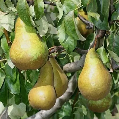 Груша САПФИРА колонновидная в Барнауле