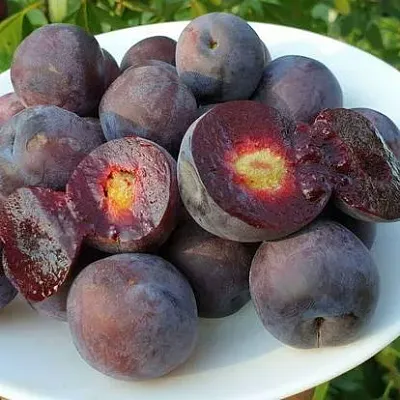Сливово-вишневый гибрид МЕЙНОР  Сливово-вишневый гибрид МЕЙНОР в Барнауле