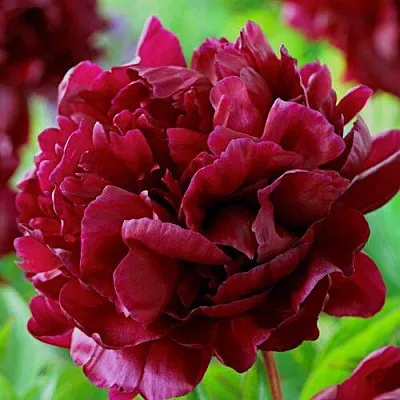 Пион АРМАНИ травянистый  Пион АРМАНИ травянистый в Барнауле