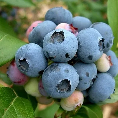 Голубика КОЛЛИНЗ  Голубика КОЛЛИНЗ в Барнауле