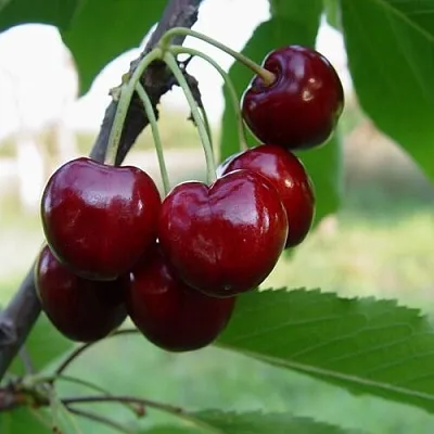 Черешня СТЕЛЛА в Барнауле