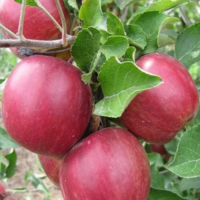 Яблоня МОСКОВСКОЕ ОЖЕРЕЛЬЕ колонновидная  Яблони Московское Ожерелье колонновидная в Барнауле