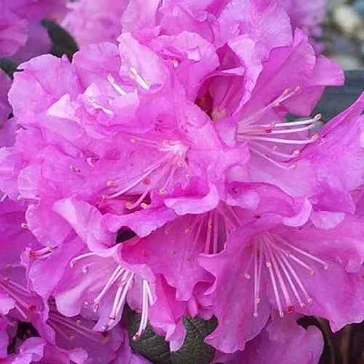 Рододендрон П.Ж.М. ЭЛИТ  Рододендрон П.Ж.М. ЭЛИТ в Барнауле