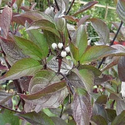 Дерен КЕССЕЛЬРИНГИ  Дерен КЕССЕЛЬРИНГИ в Барнауле