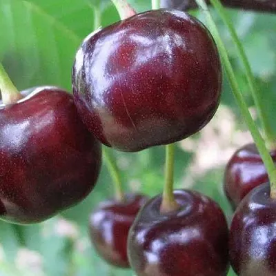 Дюк ФАКЕЛ  Дюк ФАКЕЛ в Барнауле