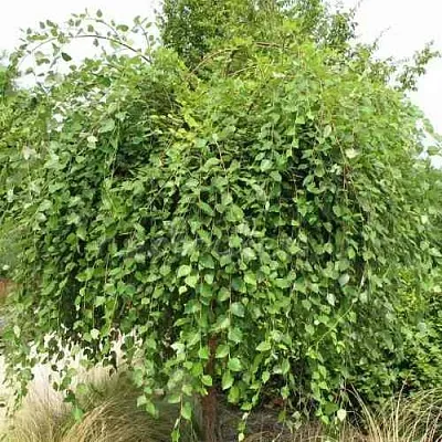 Береза САММЕР КАСКАД черная  Береза САММЕР КАСКАД черная в Барнауле