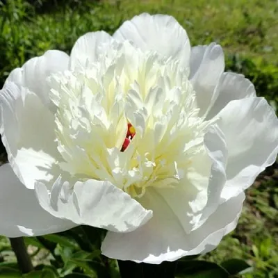 Пион ИММАКУЛИ травянистый  Пион ИММАКУЛИ травянистый в Барнауле