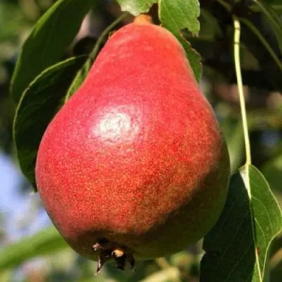 Груша НАРЯДНАЯ ЕФИМОВА  Груша НАРЯДНАЯ ЕФИМОВА в Барнауле