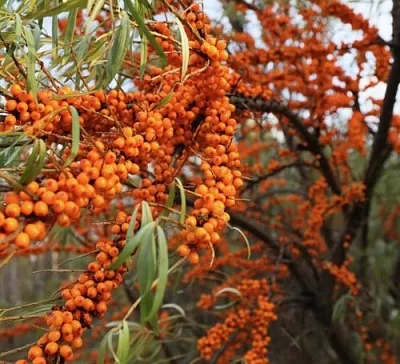 Облепиха СЕРАФИМА  Облепиха СЕРАФИМА в Барнауле