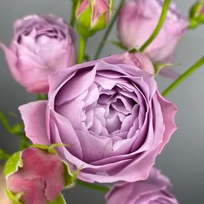 Саженцы роз ЛАВЕНДЕР БАБЛС спрей  Саженцы роз ЛАВЕНДЕР БАБЛС спрей в Барнауле