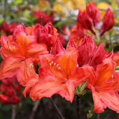 Азалия ЛИЛИНШТЕЙН японская  Азалия ЛИЛИНШТЕЙН японская в Барнауле