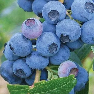 Голубика ЭРЛИБЛЮ  Голубика ЭРЛИБЛЮ в Барнауле