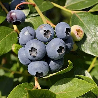 Голубика ШАНТЕКЛЕР  Голубика ШАНТЕКЛЕР в Барнауле