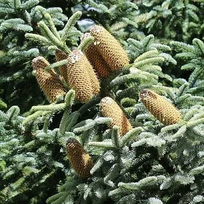 Пихта благородная  Пихта благородная в Барнауле