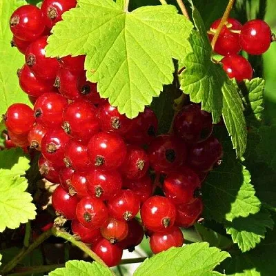 Смородина красная ГАЗЕЛЬ  Смородина красная ГАЗЕЛЬ в Барнауле