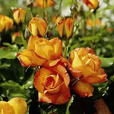 Саженцы роз САХАРА плетистая  Саженцы роз САХАРА плетистая в Барнауле