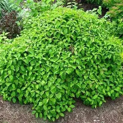 Дерен КЕЛСЕИ шелковистый   Дерен КЕЛСЕИ шелковистый  в Барнауле