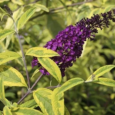 Буддлея давида САНТАНА   Буддлея давида САНТАНА  в Барнауле