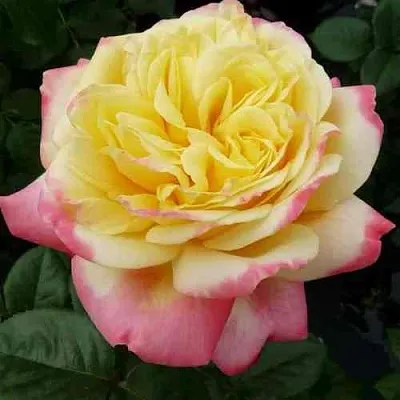 Саженцы роз КОРДЕС ДЖУБИЛИ чайно-гибридная в Барнауле