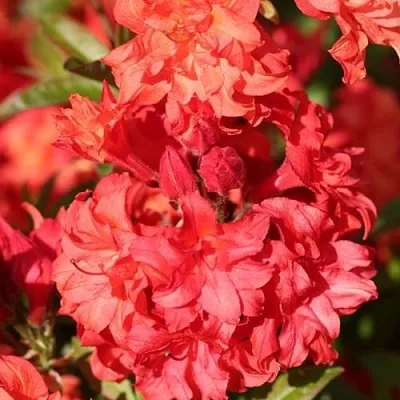 Азалия ФОЙЕРКОПФЕН крупноцветковая  Азалия ФОЙЕРКОПФЕН крупноцветковая в Барнауле