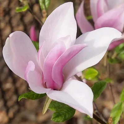 Магнолия БЕТТИ  Магнолия БЕТТИ в Барнауле