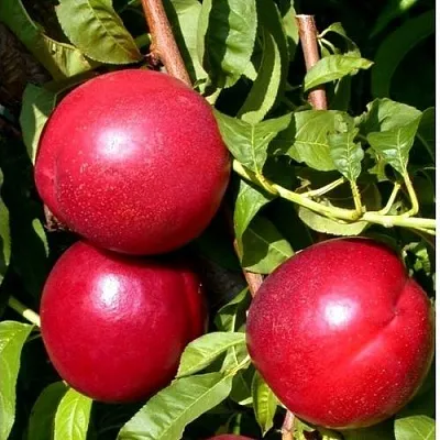 Нектарин ХАРКО  Нектарин ХАРКО в Барнауле