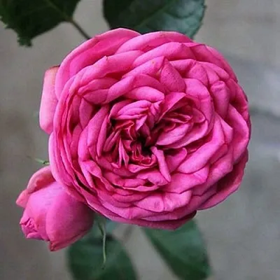 Саженцы роз ПИНК ПИАНО чайно-гибридная в Барнауле