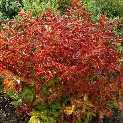 Вейгела ОГНЕННЫЕ КРЫЛЬЯ  Вейгела ОГНЕННЫЕ КРЫЛЬЯ в Барнауле