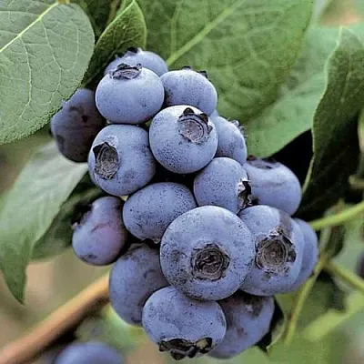 Голубика ПАТРИОТ  Голубика ПАТРИОТ в Барнауле