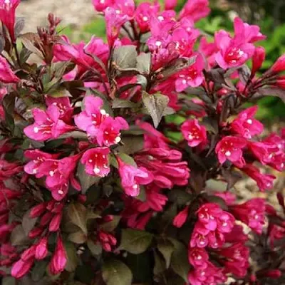 Вейгела БЛЭК РУБИ  Вейгела БЛЭК РУБИ в Барнауле