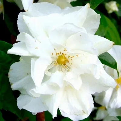 Жасмин РОЗАЦЕ  Жасмин РОЗАЦЕ в Барнауле