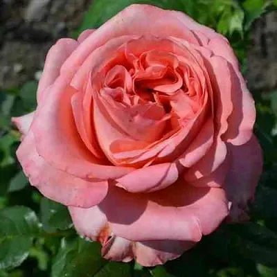 Саженцы роз ЛОНДОН АЙ чайно-гибридная в Барнауле