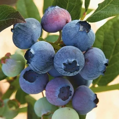 Голубика ОСОРНО  Голубика ОСОРНО в Барнауле