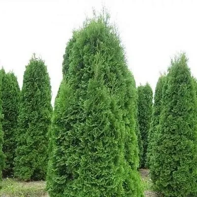 Туя КОЛУМНА западная  Туя КОЛУМНА западная в Барнауле