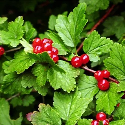 Смородина альпийская  Смородина альпийская в Барнауле