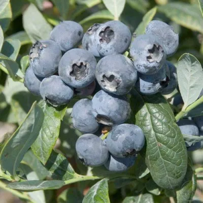 Голубика БРИГИТТА — описание сорта Голубика БРИГИТТА в Барнауле