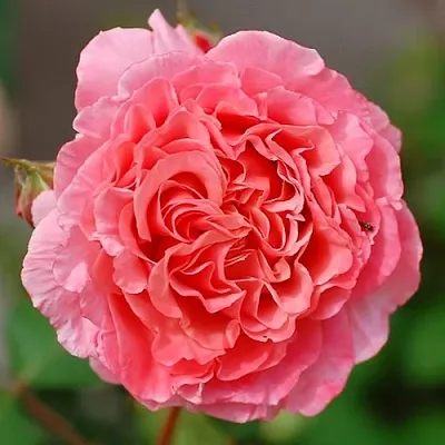 Саженцы роз ЛОРАН КАБРОЛЬ шраб  Саженцы роз ЛОРАН КАБРОЛЬ шраб в Барнауле