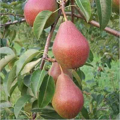 Груша РУМЯНАЯ КЕДРИНА в Барнауле