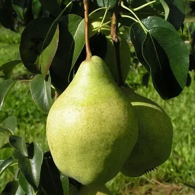 Груша МИНСКАЯ колонновидная в Барнауле