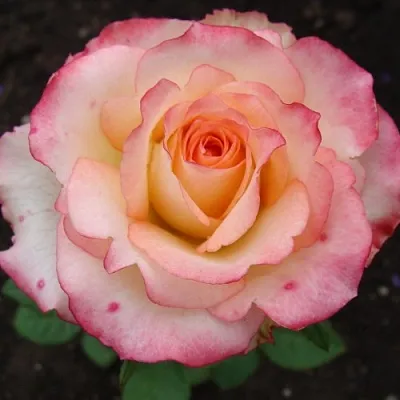 Саженцы роз ДУЭТ чайно-гибридная в Барнауле