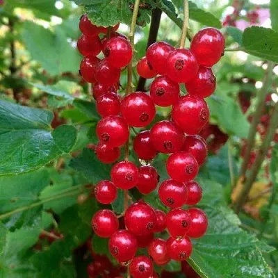 Смородина красная КОНСТАНТИНОВСКАЯ  Смородина красная КОНСТАНТИНОВСКАЯ в Барнауле